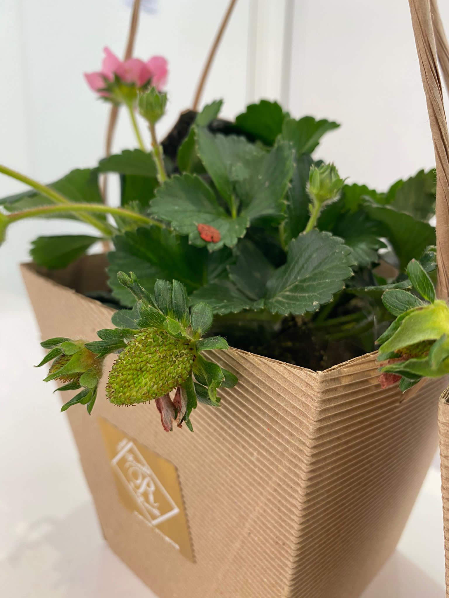 Pianta di Fragole - immagine 2