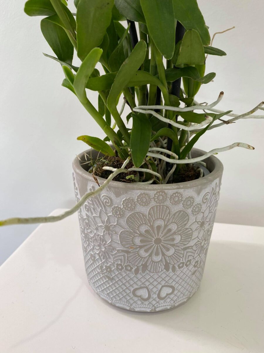 Pianta di Epidendrum - immagine 2