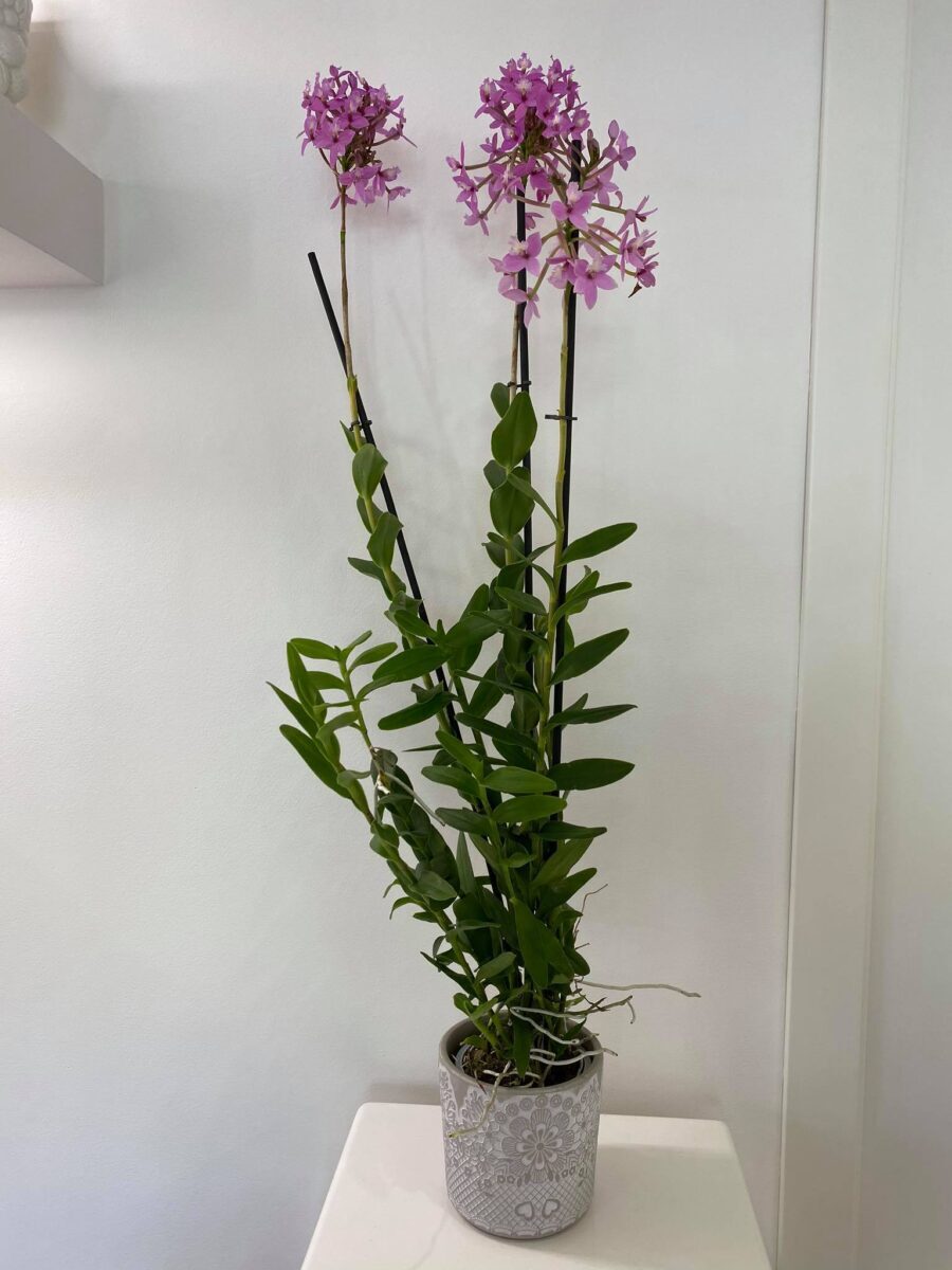 pianta, epidendrum, vaso, coccio