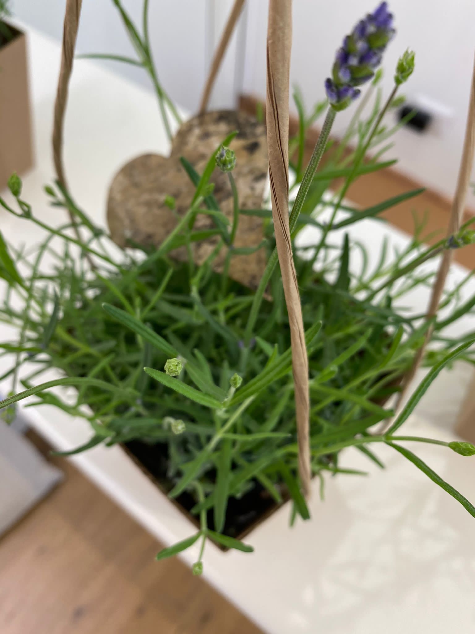 Pianta di Lavanda - immagine 2