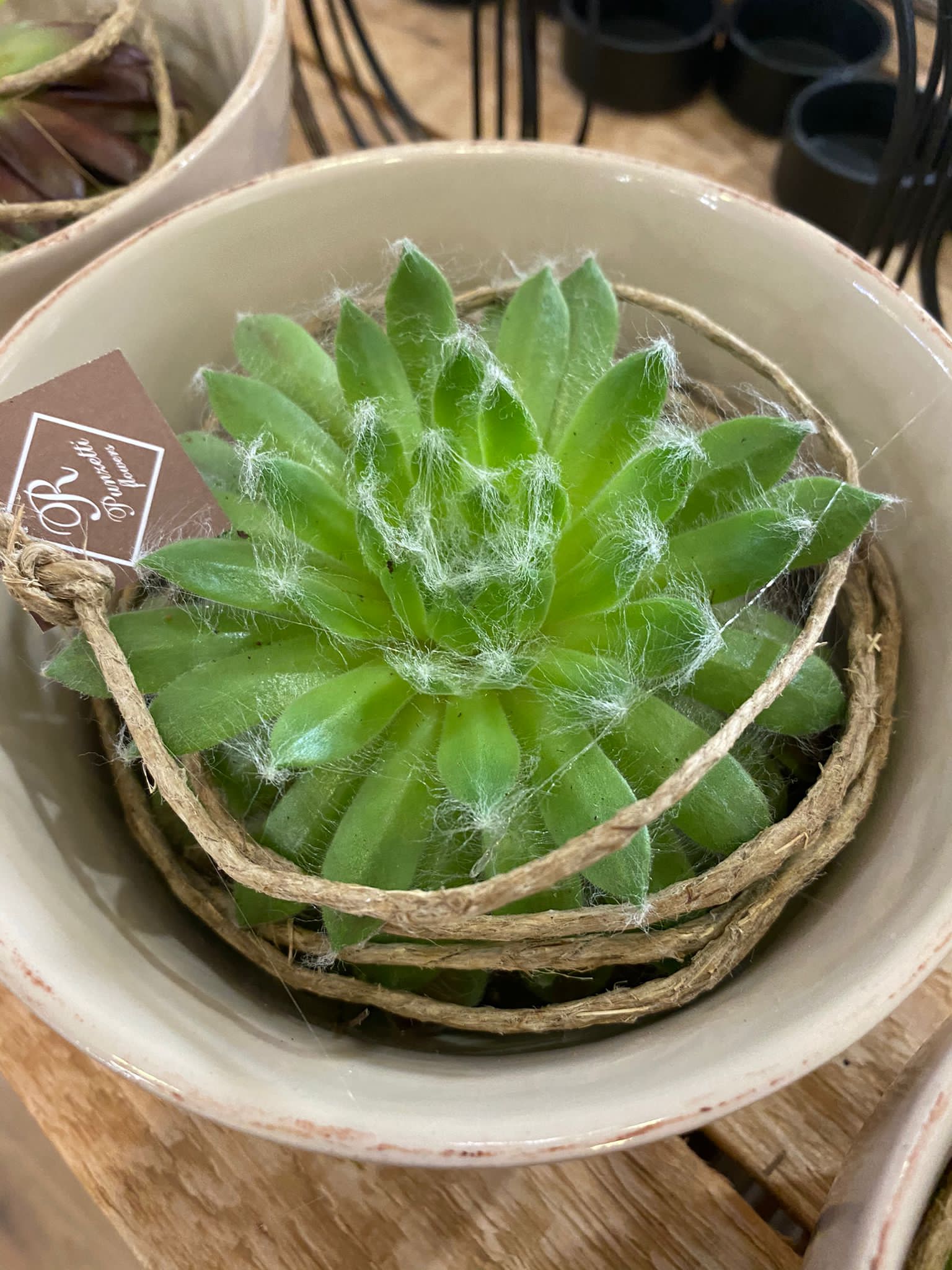 pianta grasse, piante grasse, semprevivi