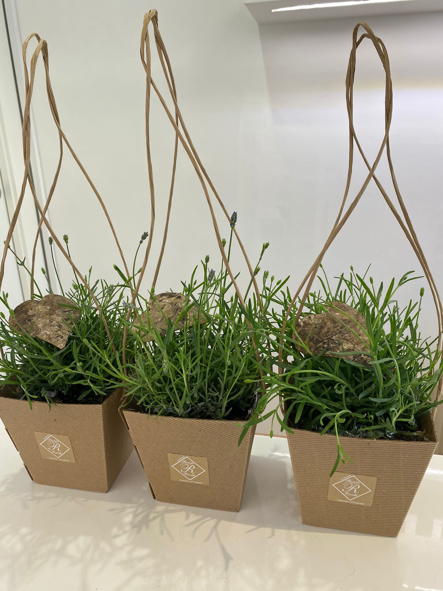 pianta, lavanda, profumata