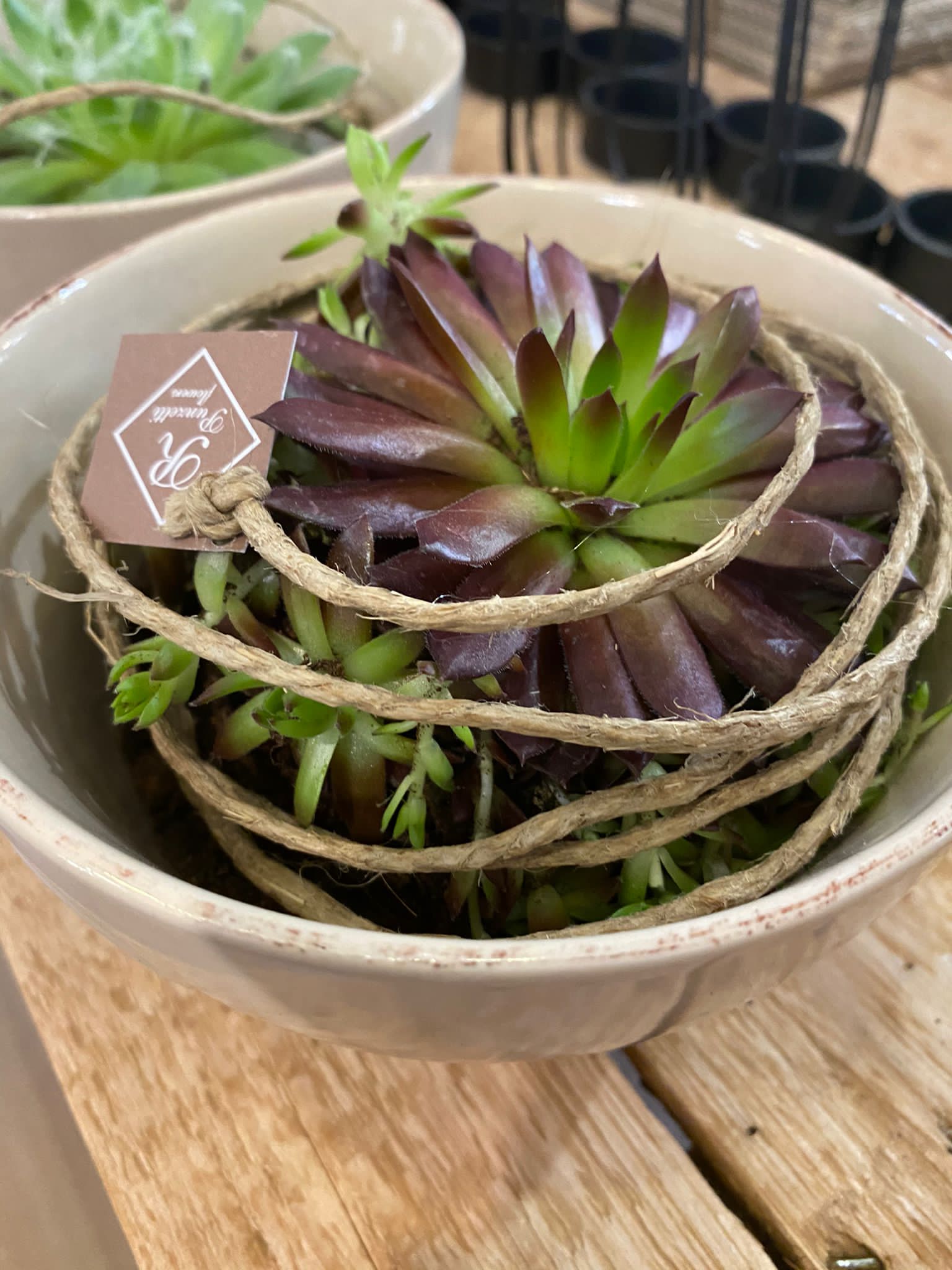 Semprevivi - Pianta grassa - immagine 2