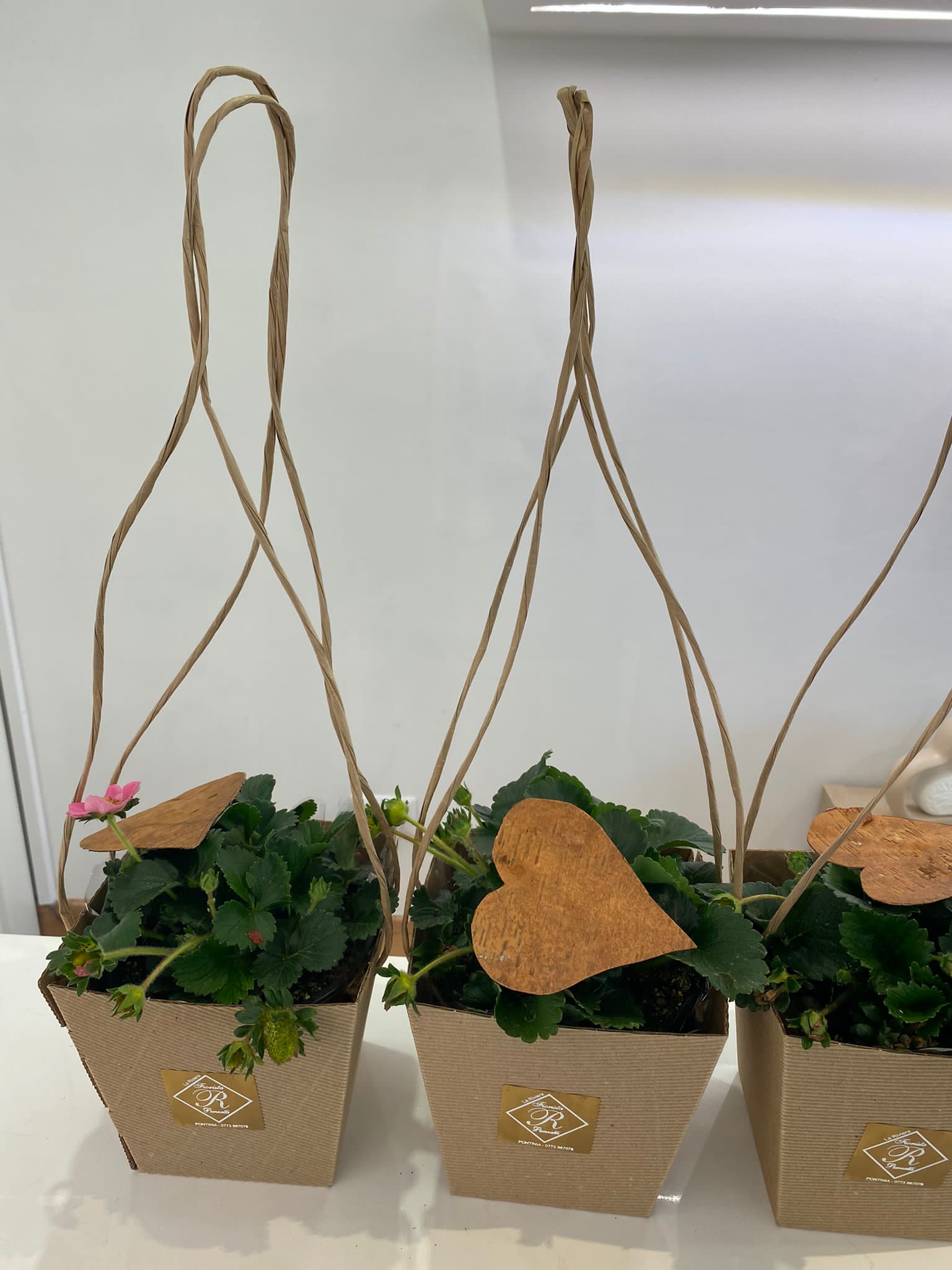 pianta di fragole, fragola