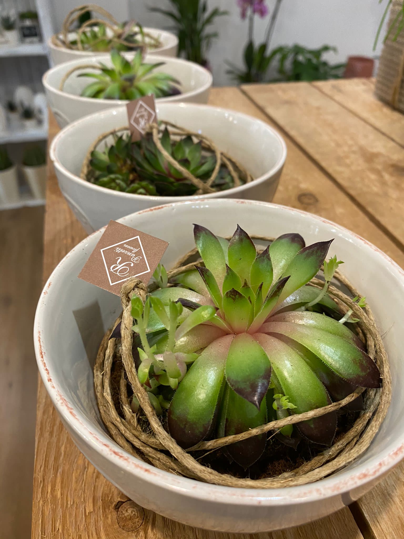 Semprevivi - Pianta grassa - immagine 3