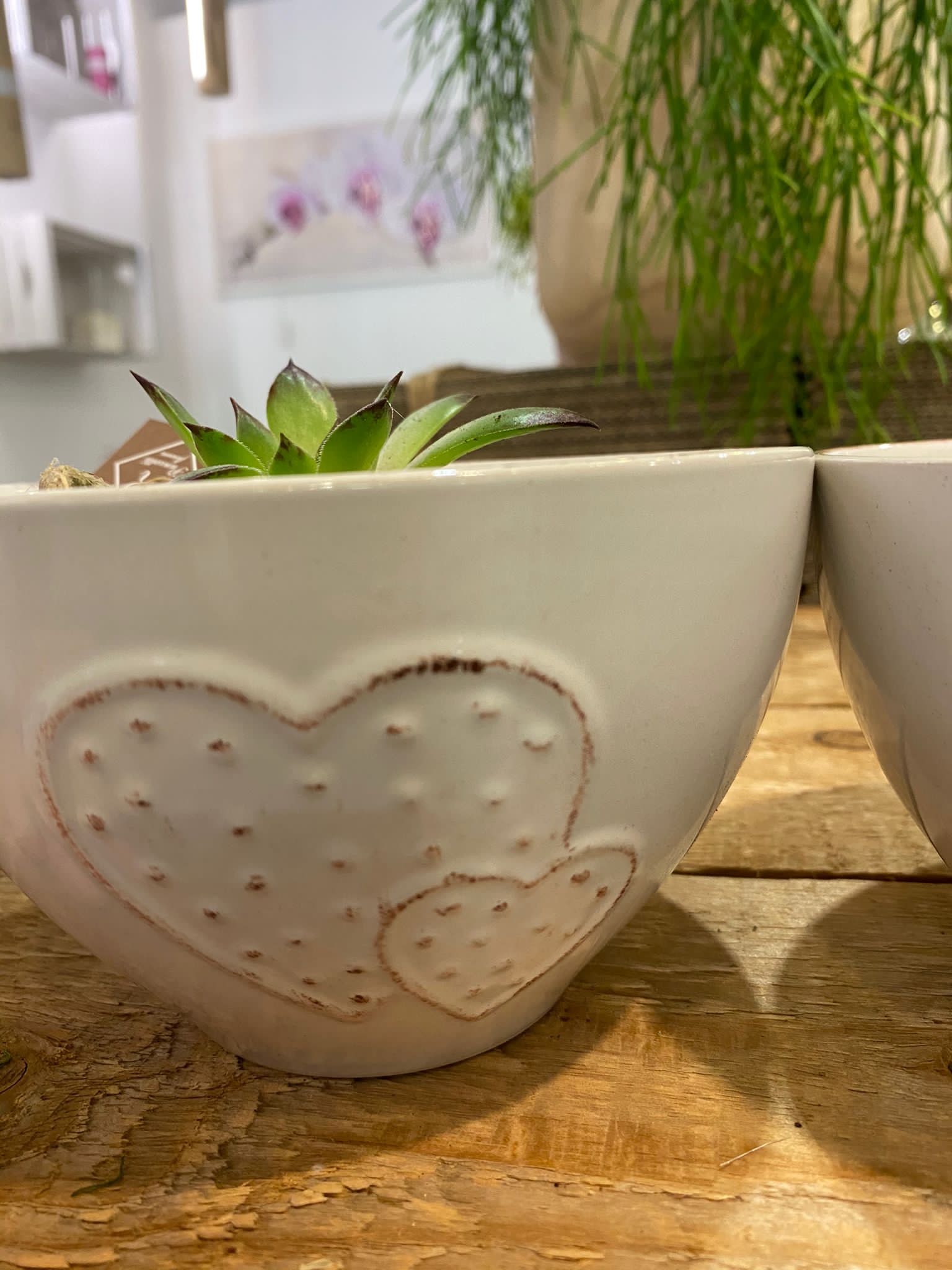 Semprevivi - Pianta grassa - immagine 4