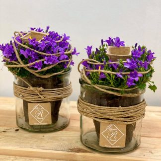 pianta, piantina, campanula, vaso in vetro