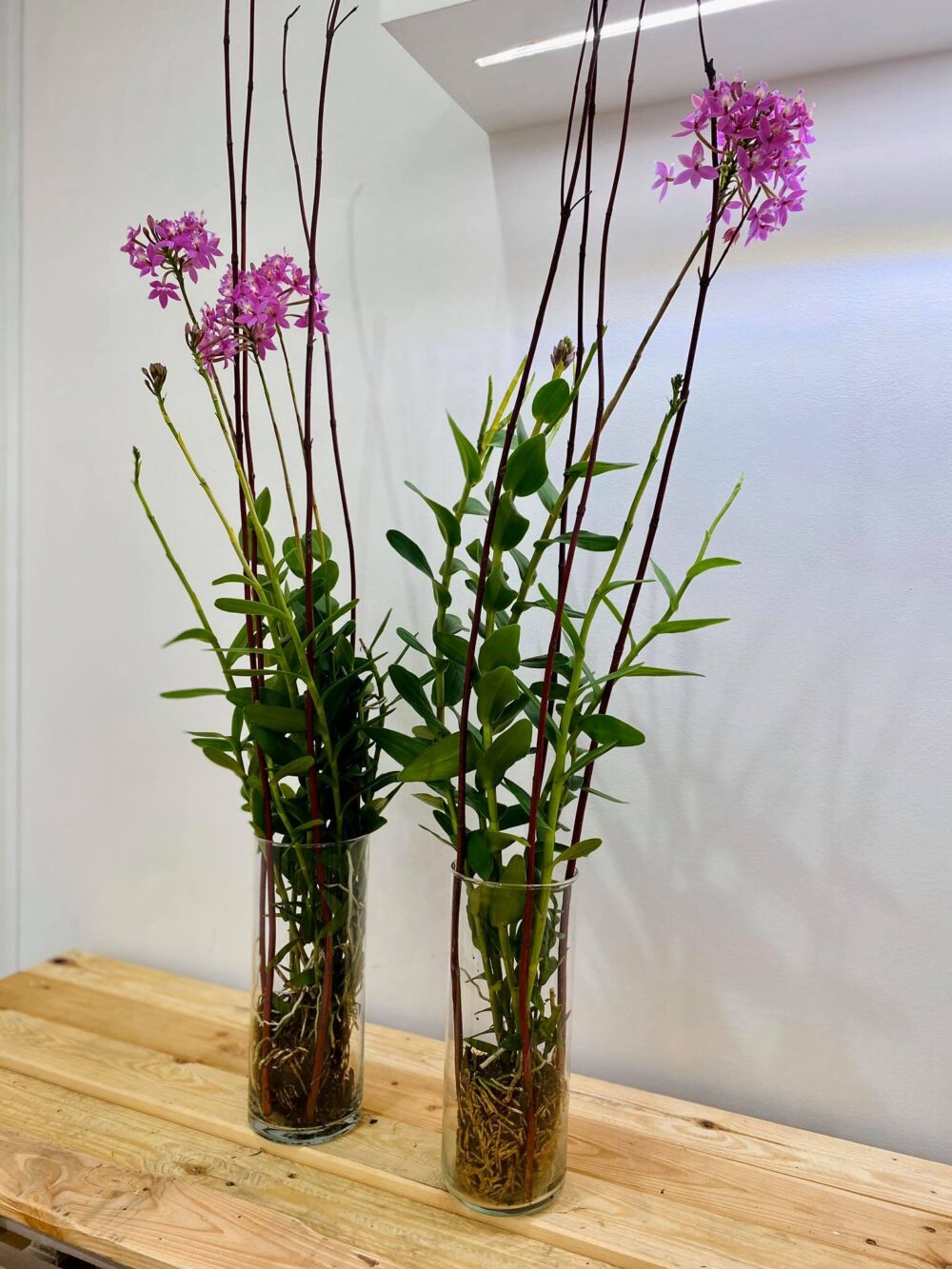 Pianta, Epidendrum, orchidea