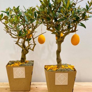 bonsai, ulivo