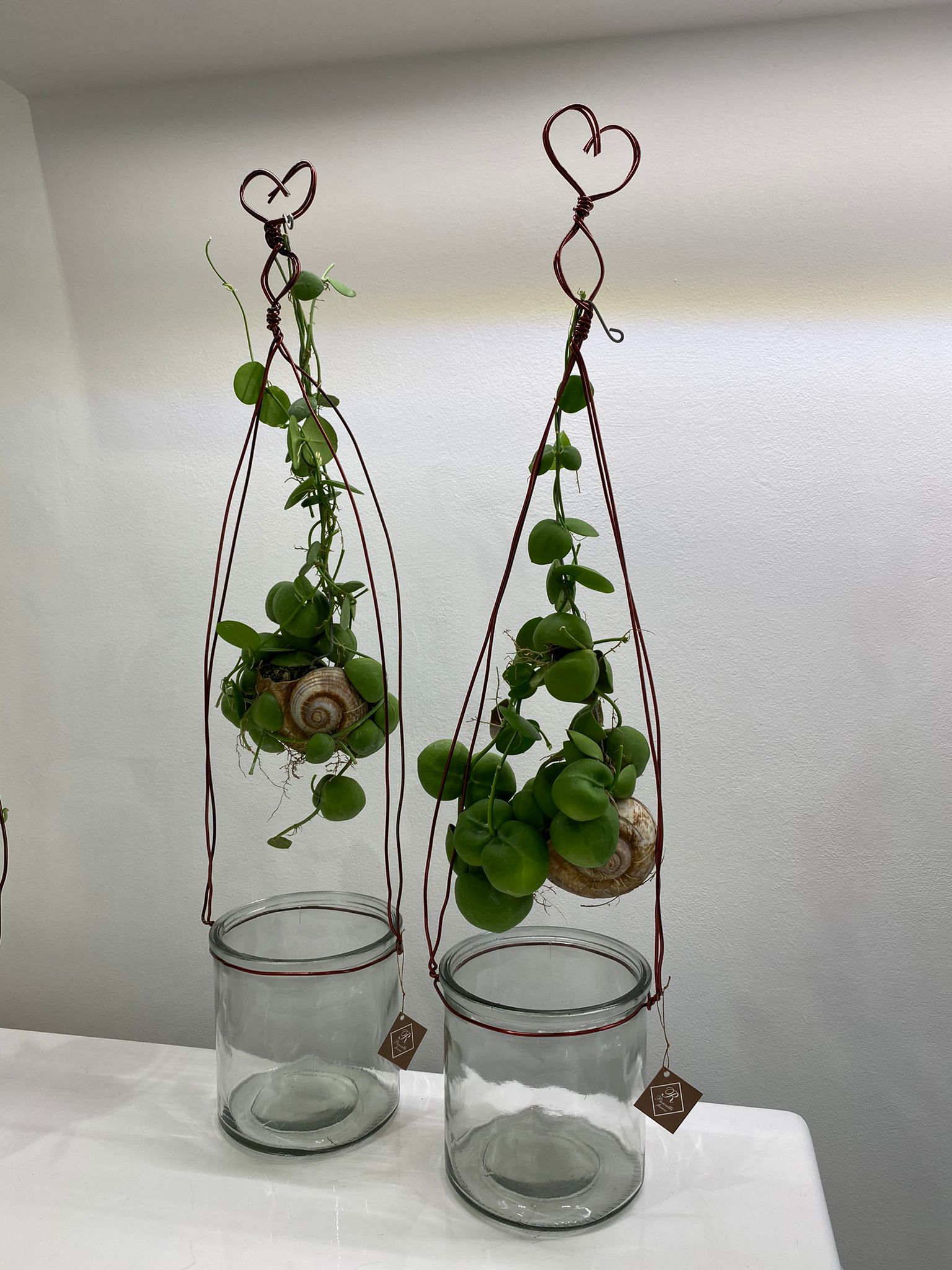 pianta, dischidia, vaso lumaca