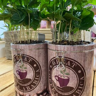 pianta, caffè, barattolo