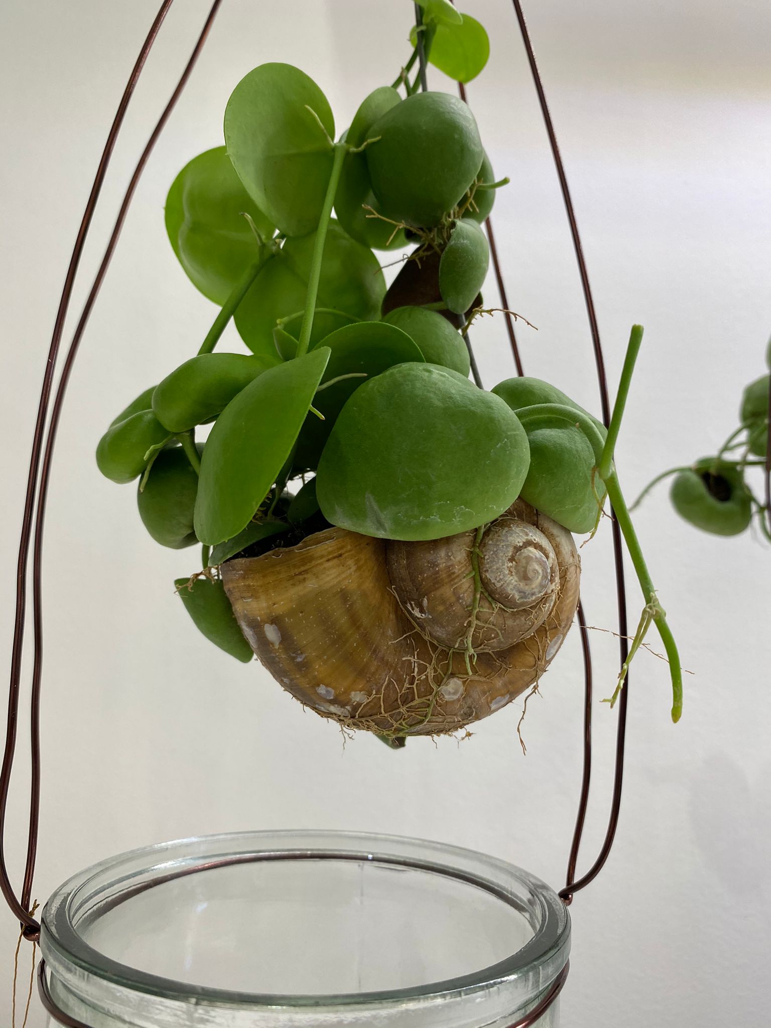 Pianta di Dischidia - immagine 2