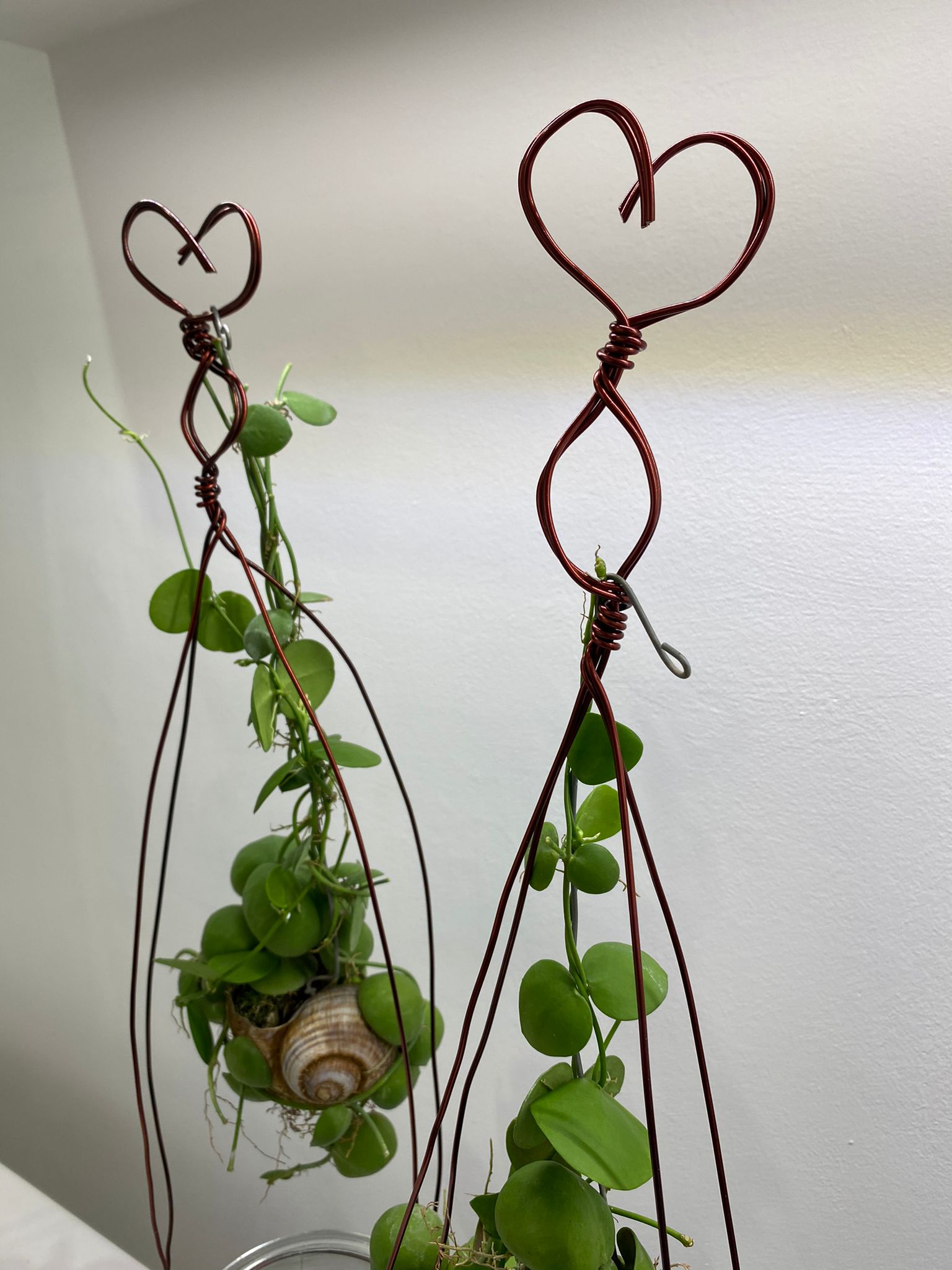 Pianta di Dischidia - immagine 3