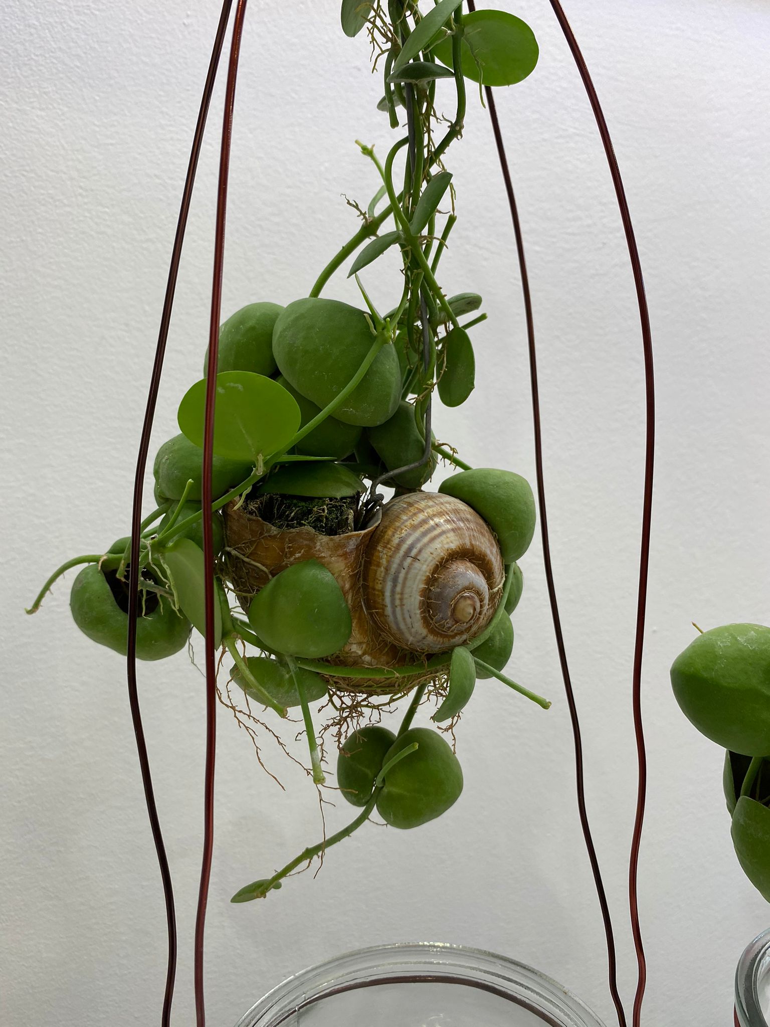 Pianta di Dischidia - immagine 4