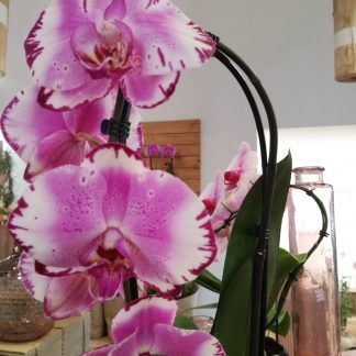 orchidea, orchidea ad arco, orchidee