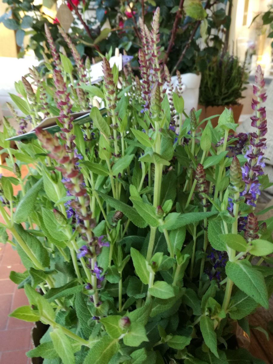 pianta di salvia, salvia, aromatica, profumata