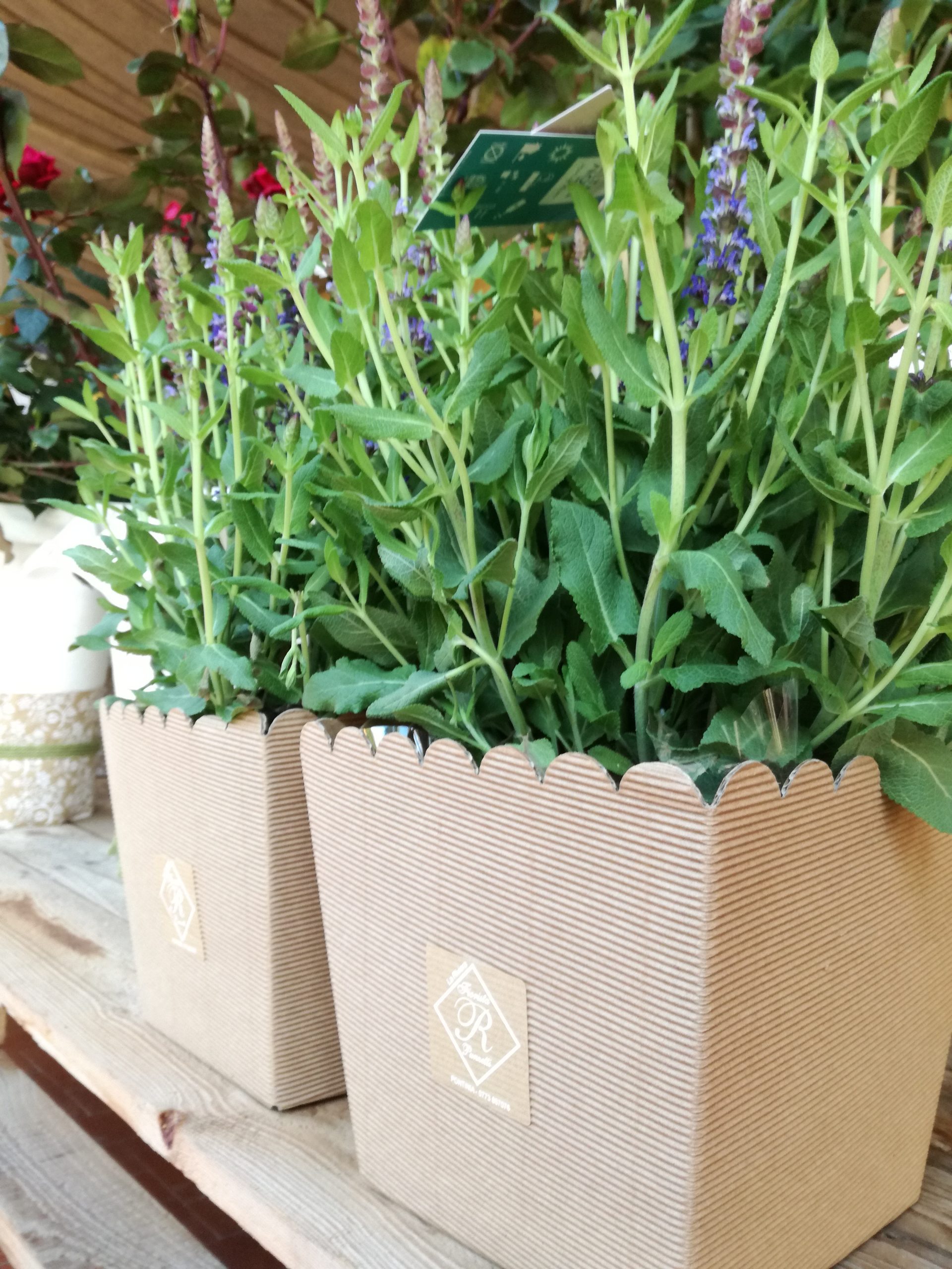 Pianta di Salvia - immagine 2