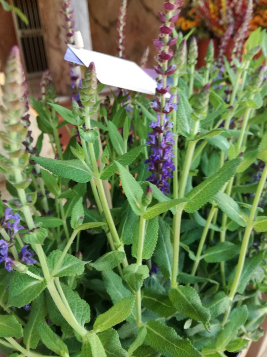 Pianta di Salvia - immagine 3