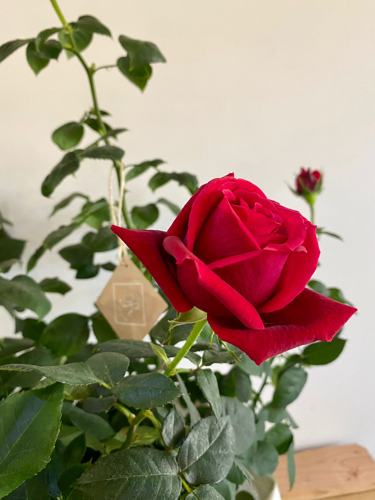 Pianta di Rose Rosse - immagine 2