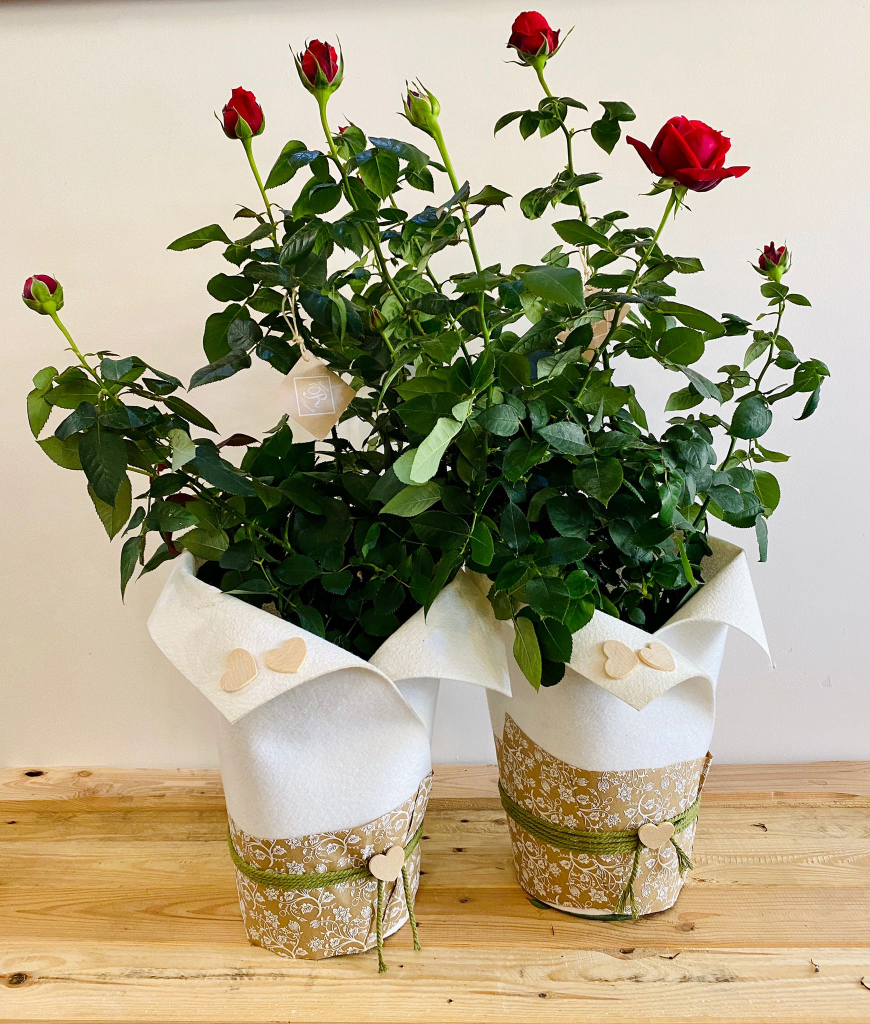 pianta, rose rosse, festa della mamma