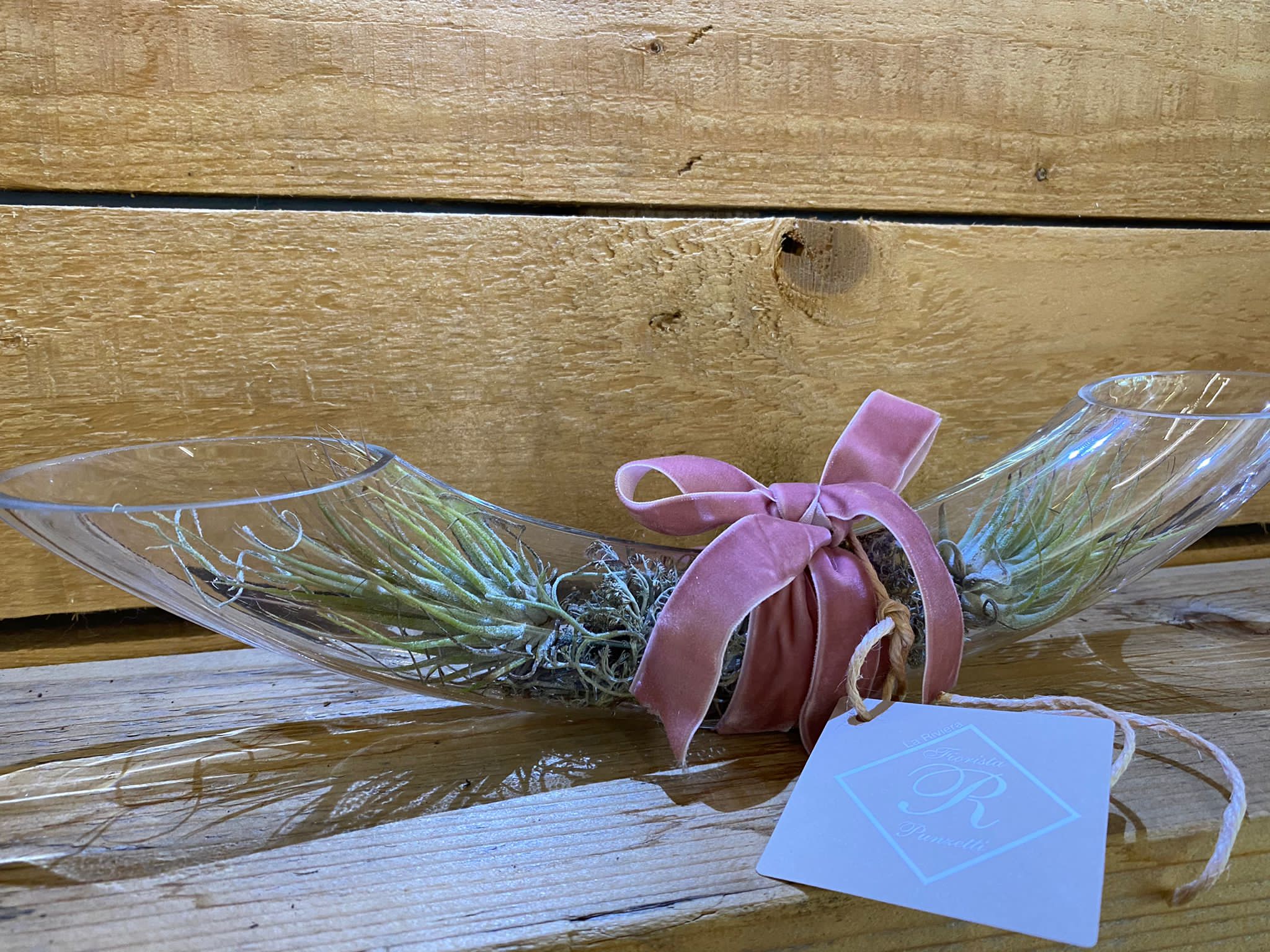 tillandsia, vaso, regalo, festa della mamma