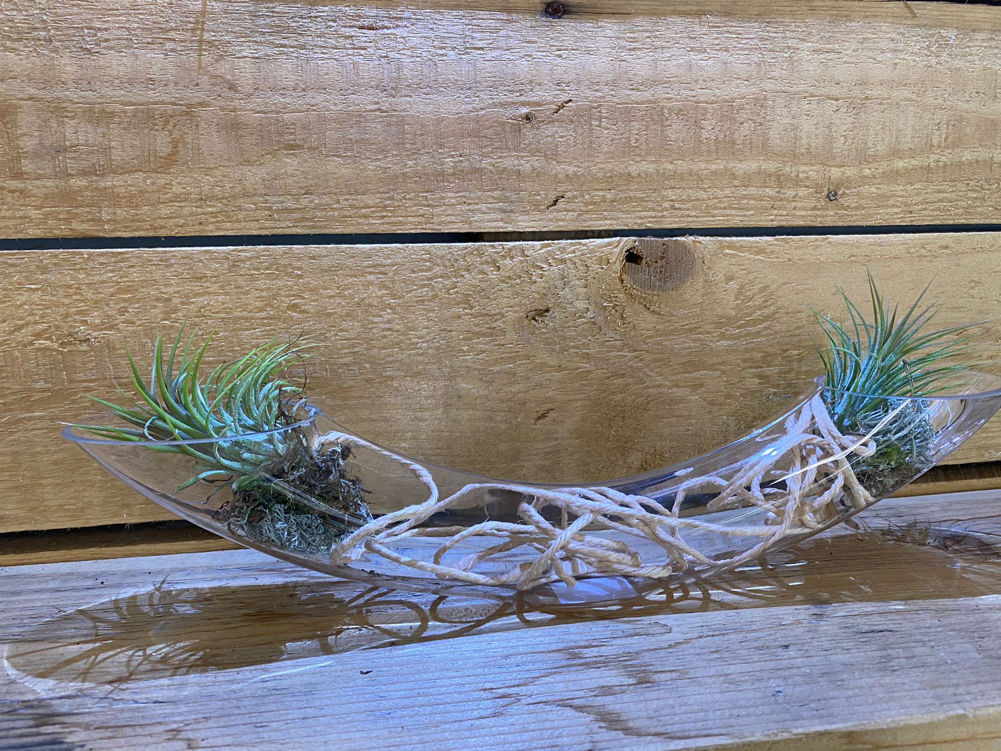 Tillandsia in vetro - immagine 2