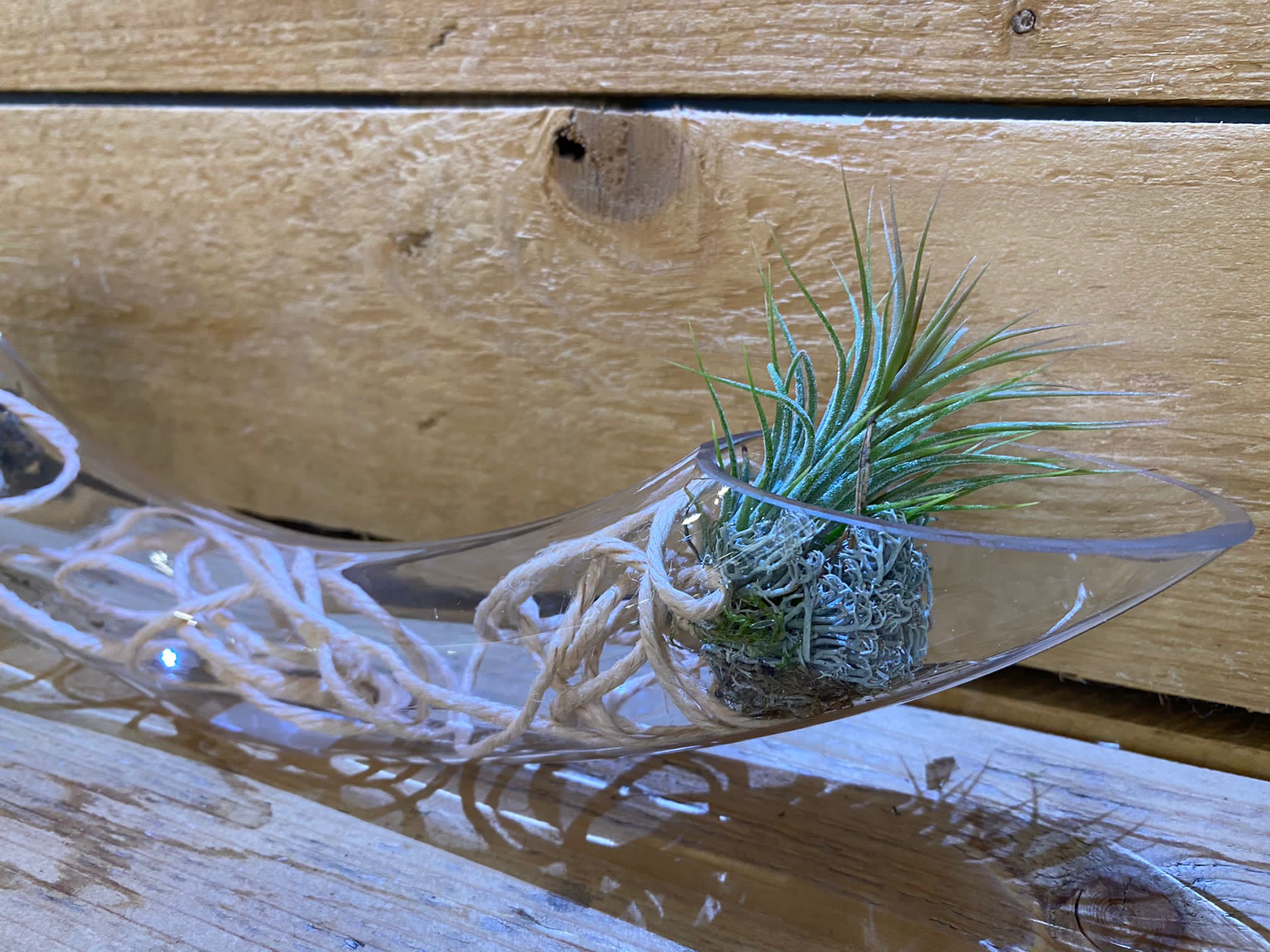 Tillandsia in vetro - immagine 3