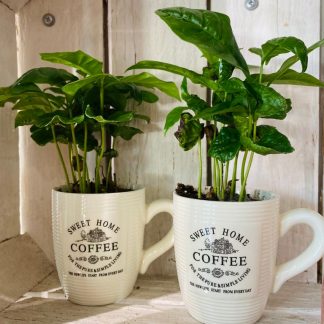 pianta, piantina, caffè