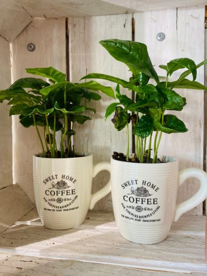 pianta, piantina, caffè