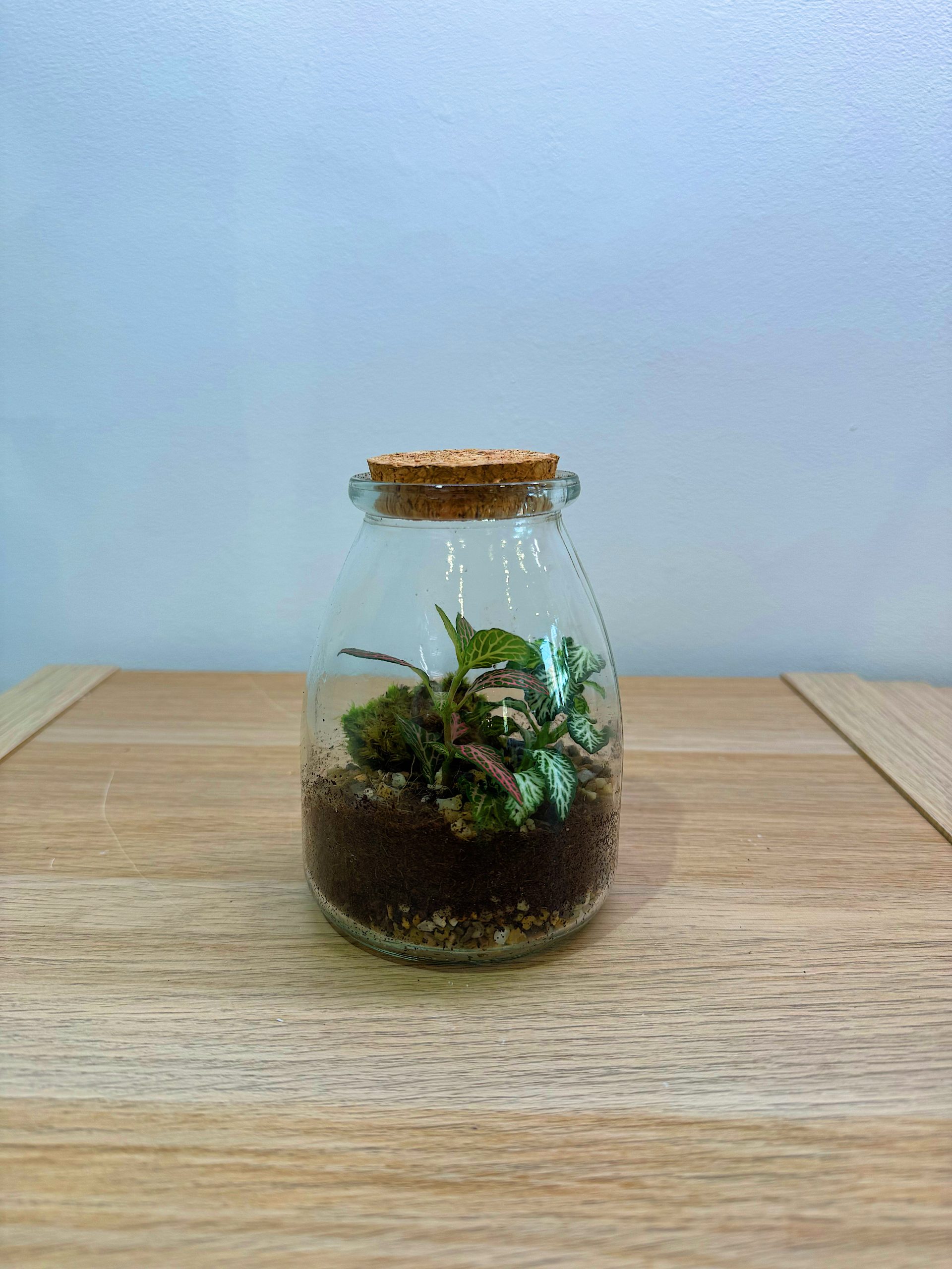 Terrario - Dimensioni varie - immagine 2