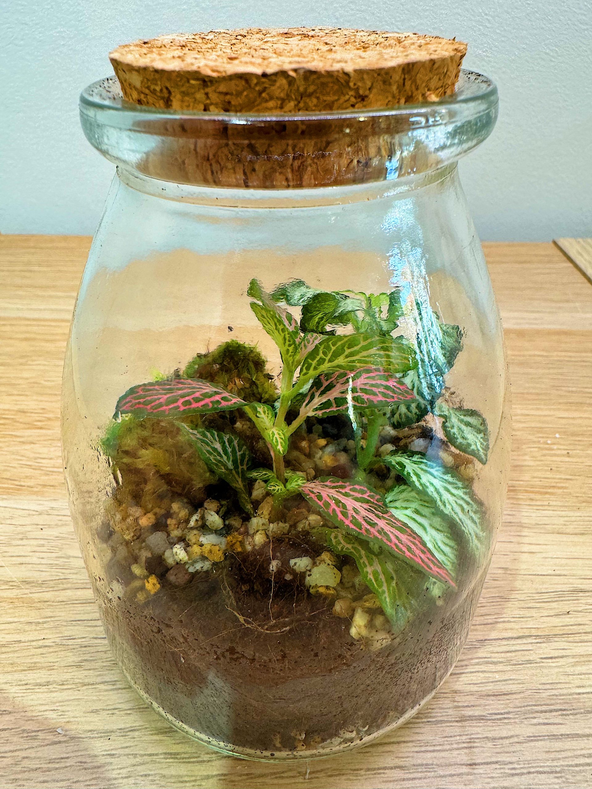 Terrario - Dimensioni varie - immagine 3