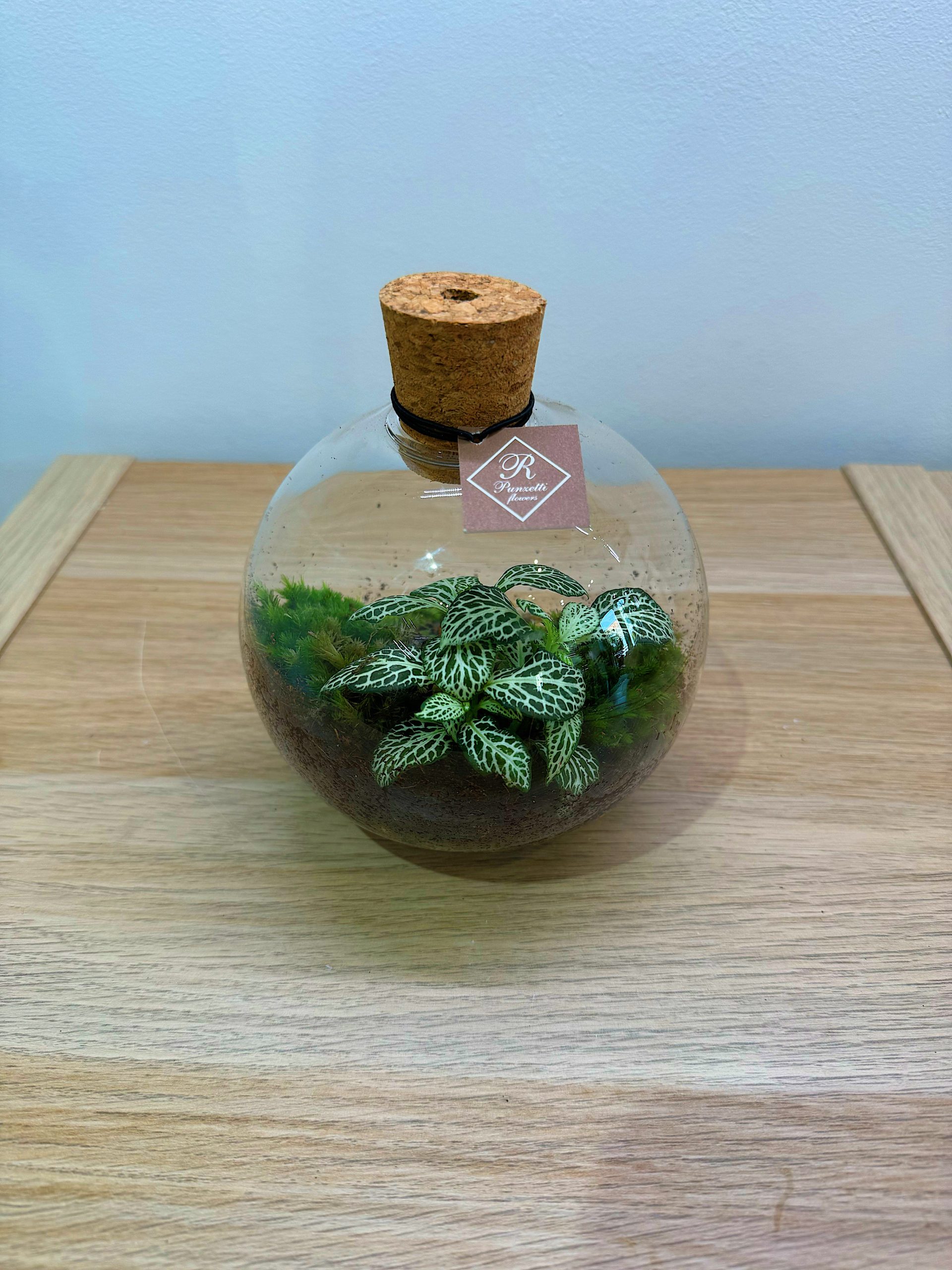 Terrario - Dimensioni varie - immagine 4