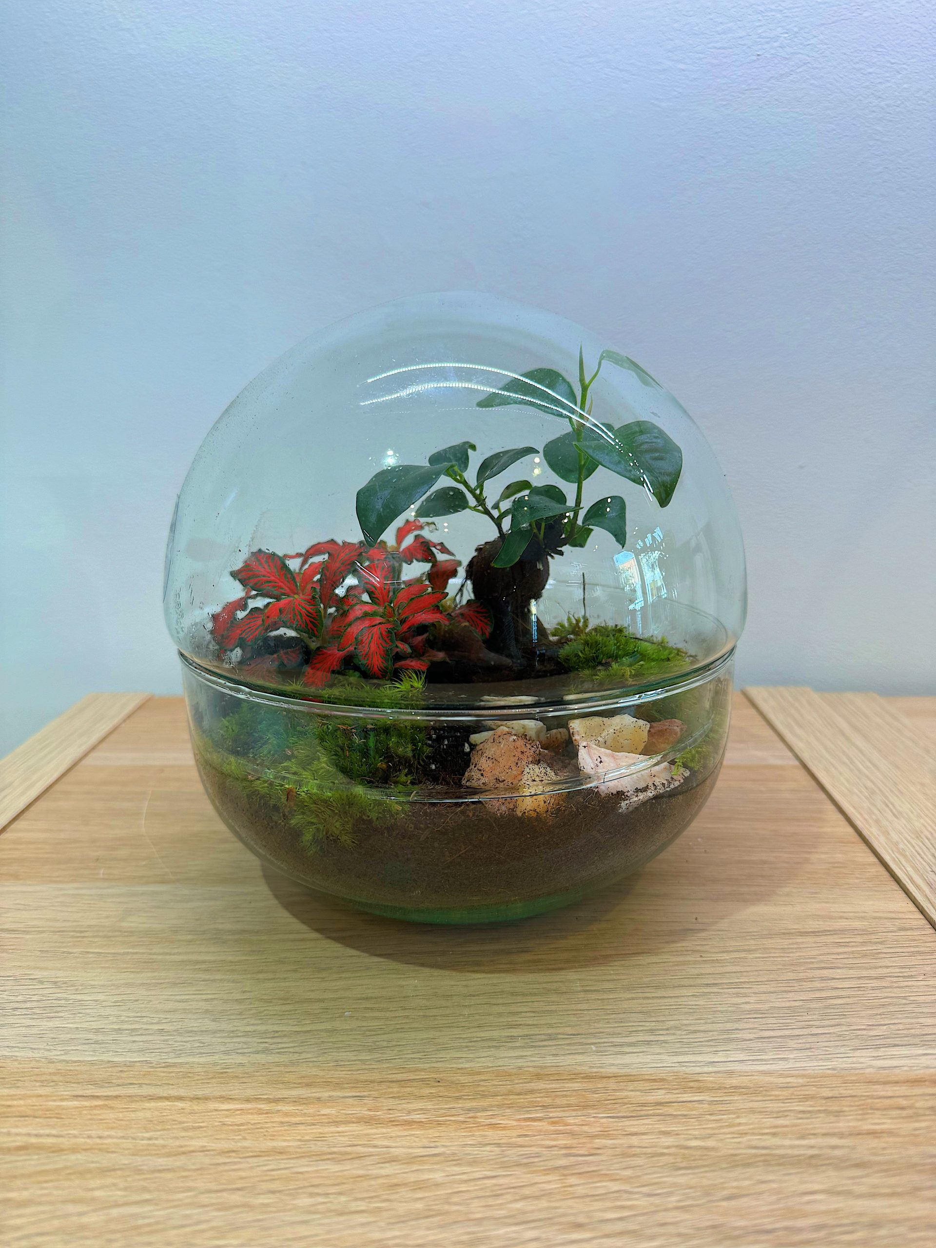 Terrario - Dimensioni varie - immagine 6