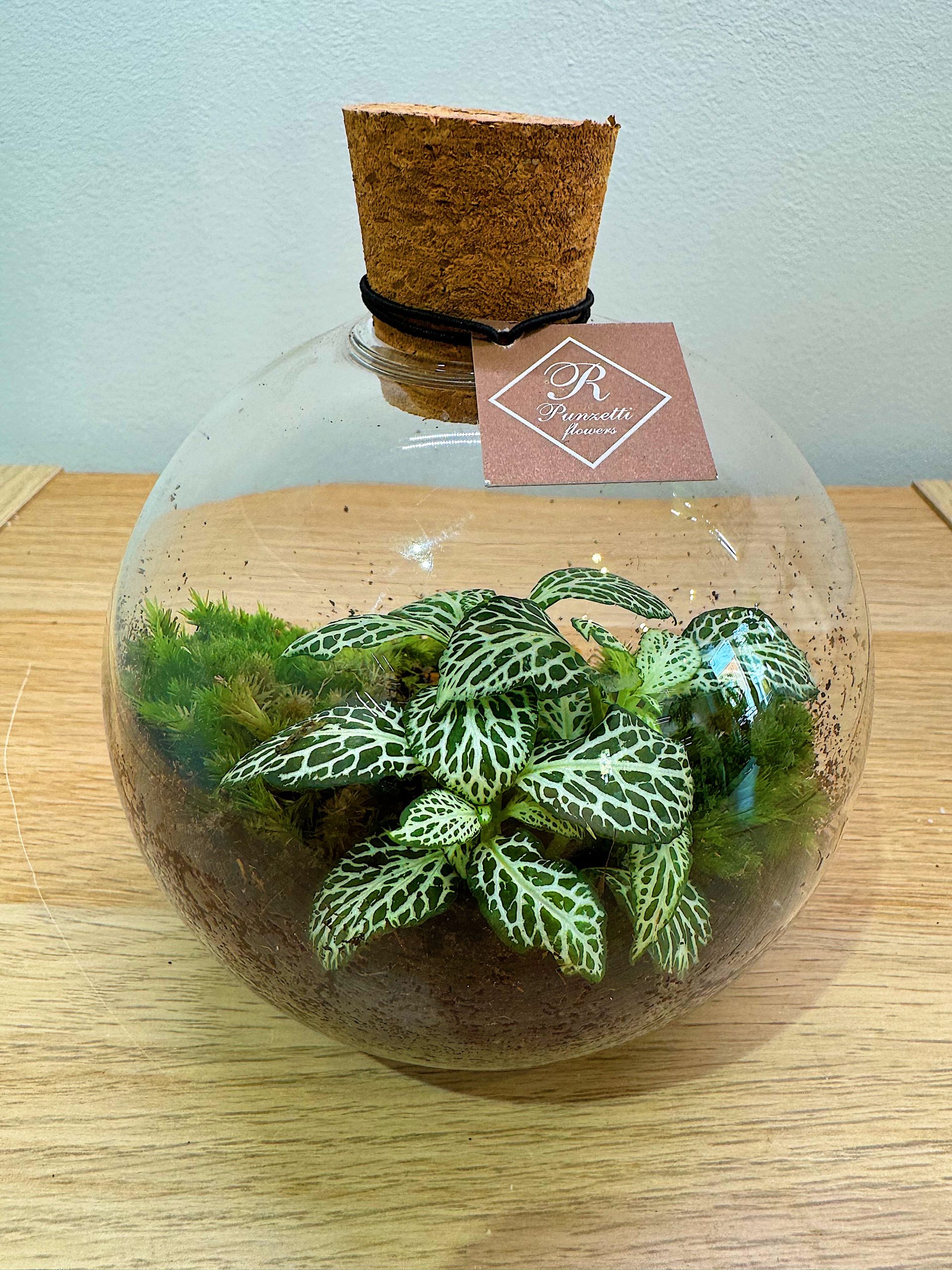 Terrario - Dimensioni varie - immagine 5