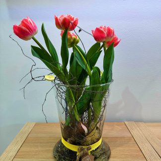 bulbi di tulipano, tulipani