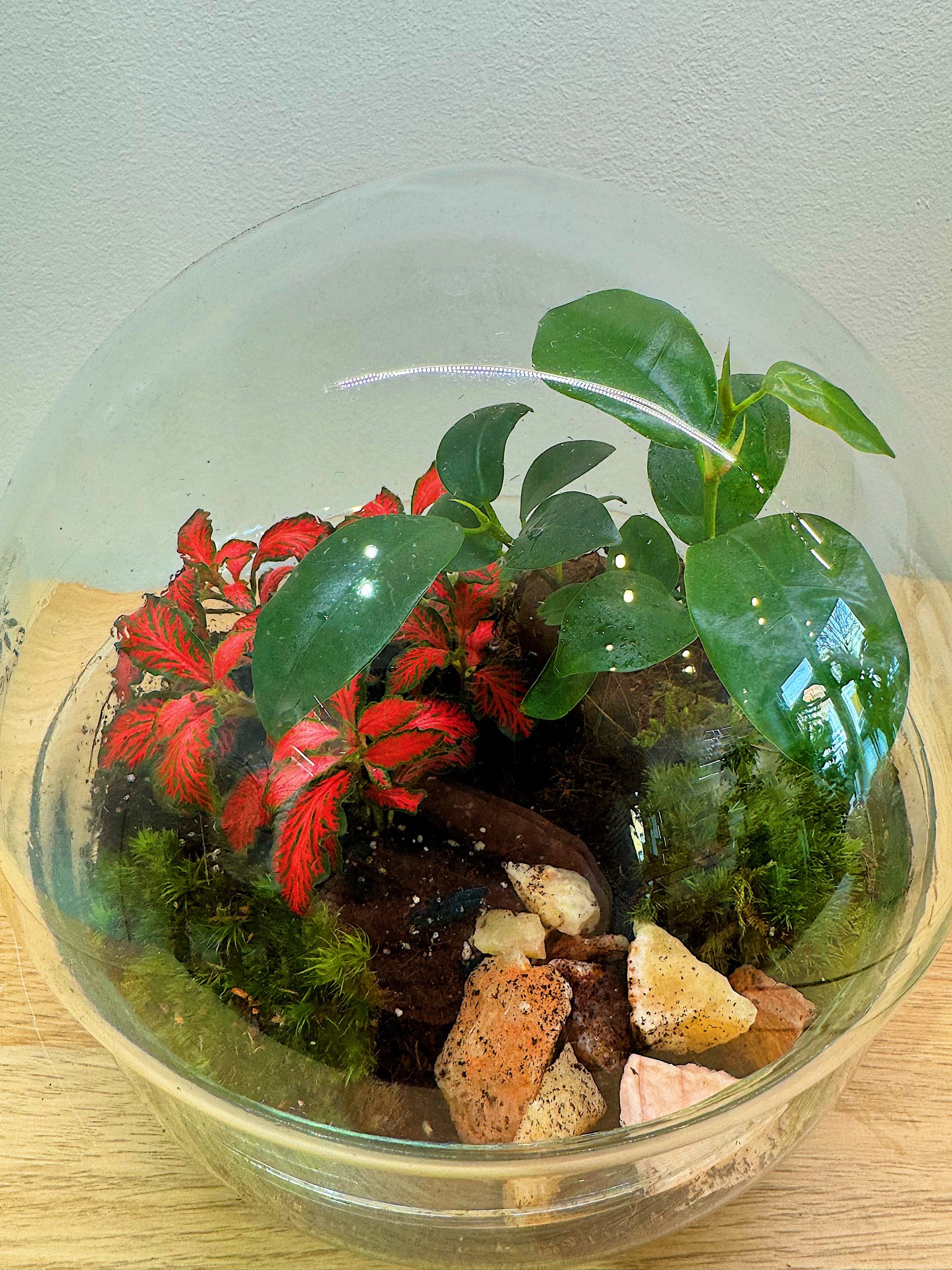 terrario di varie dimensioni, ecosistema, mini giardino