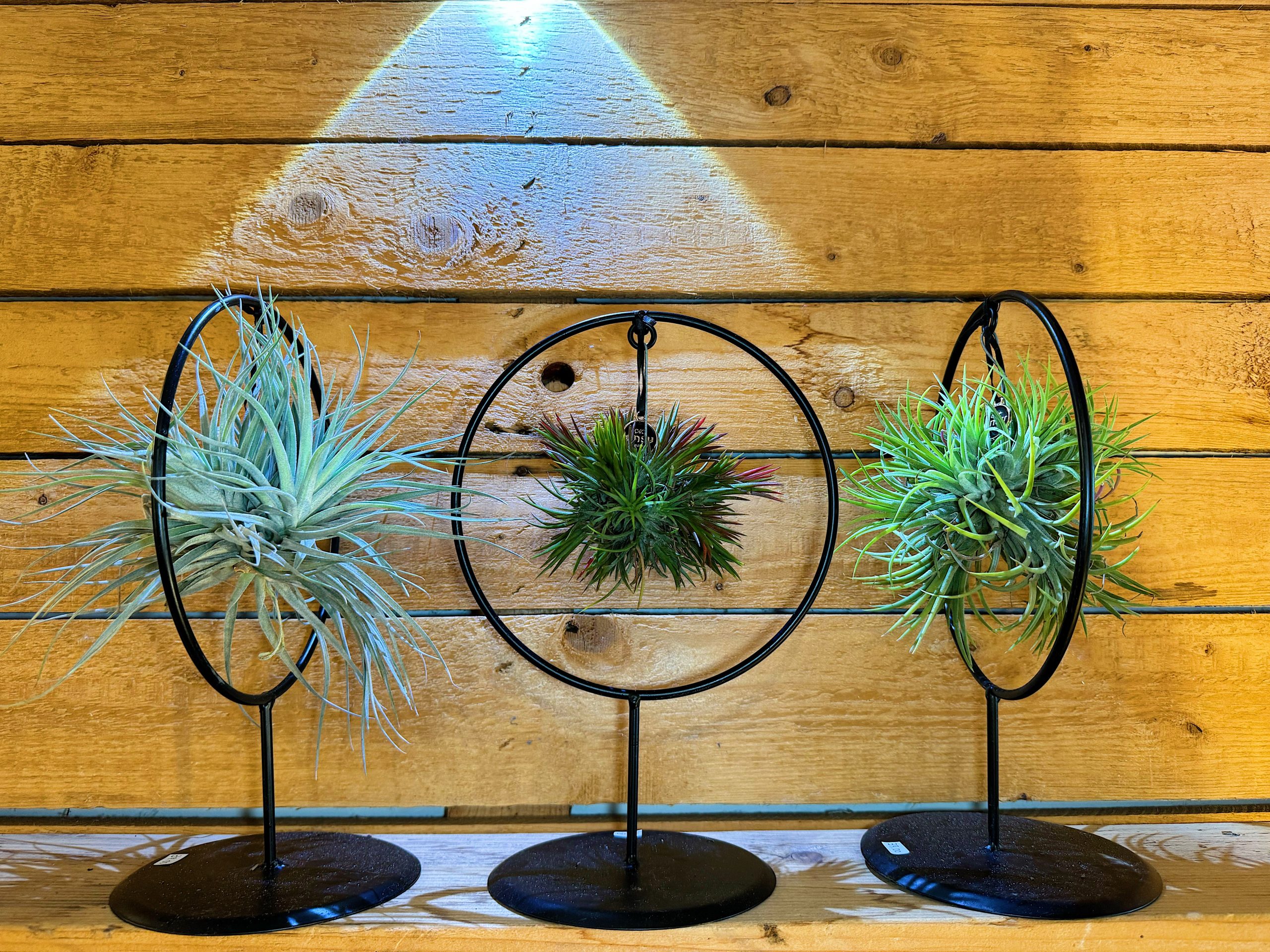 tillandsia in struttura decorativa, pianta