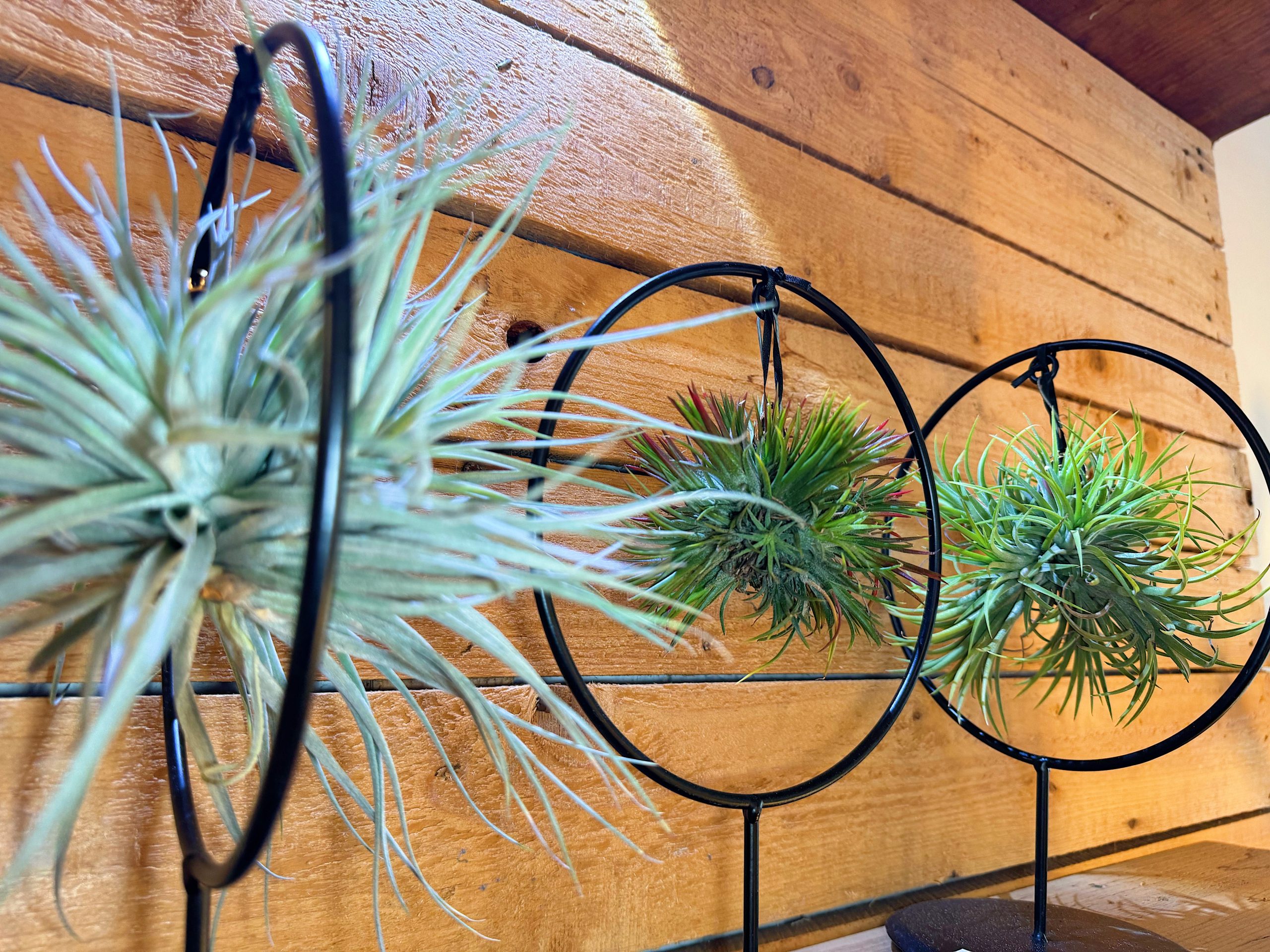 Tillandsia in struttura decorativa - immagine 2
