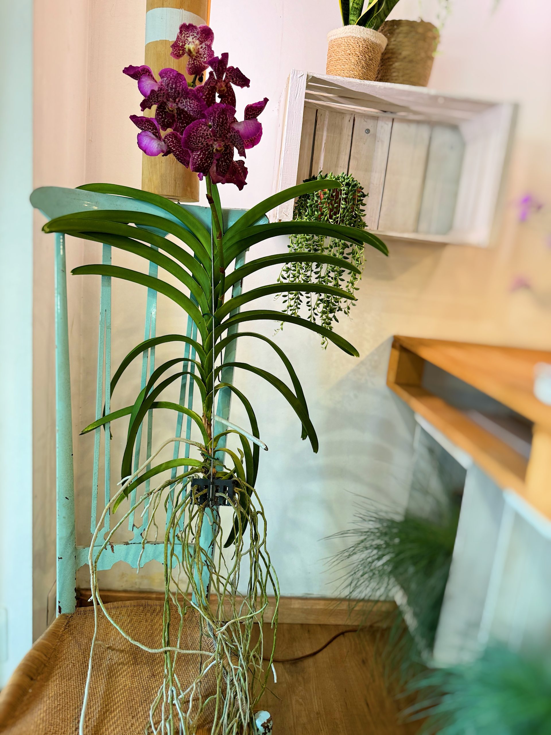 orchidea vanda, fiori viola, pianta