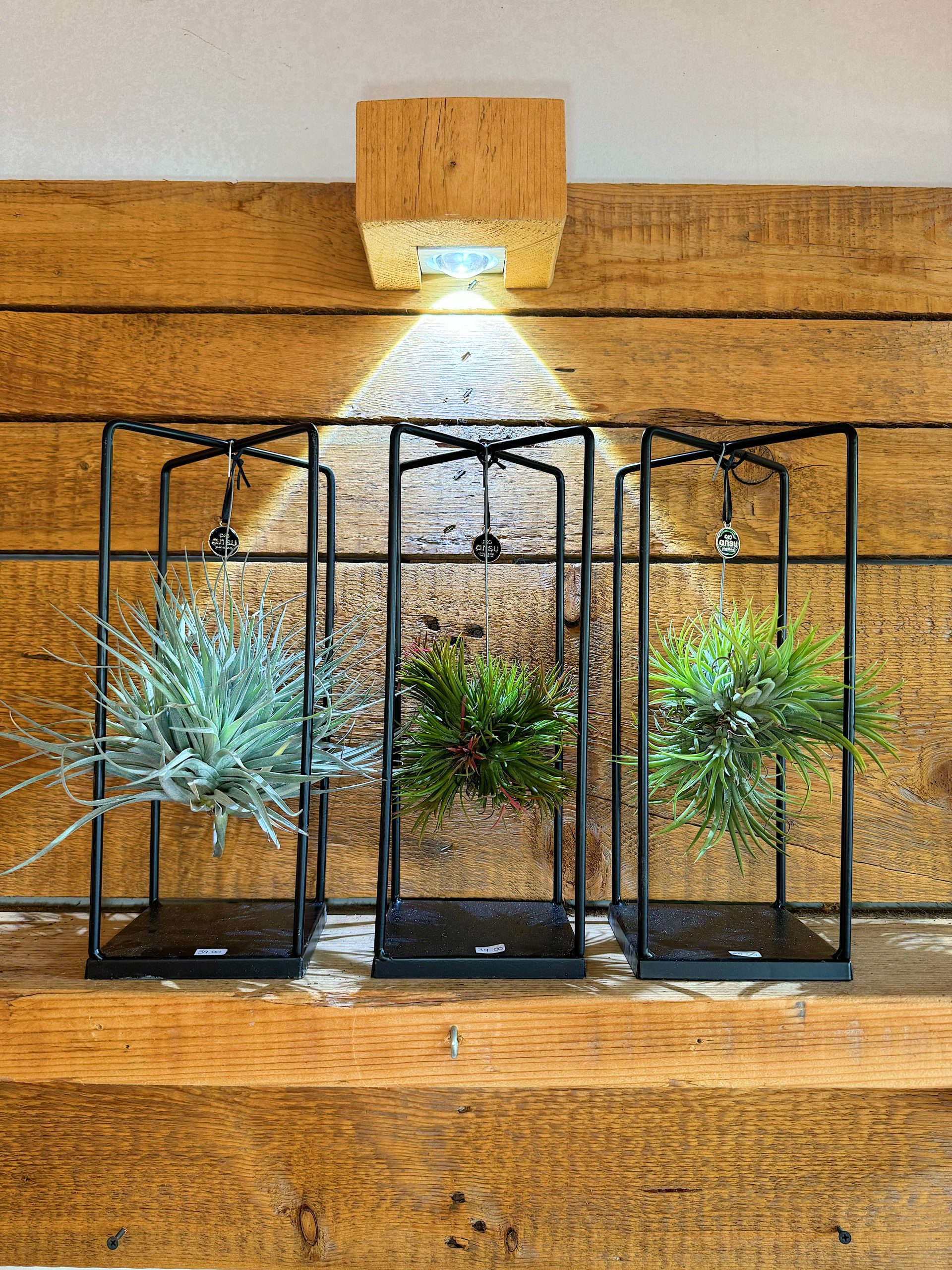 Tillandsia in struttura decorativa - immagine 3