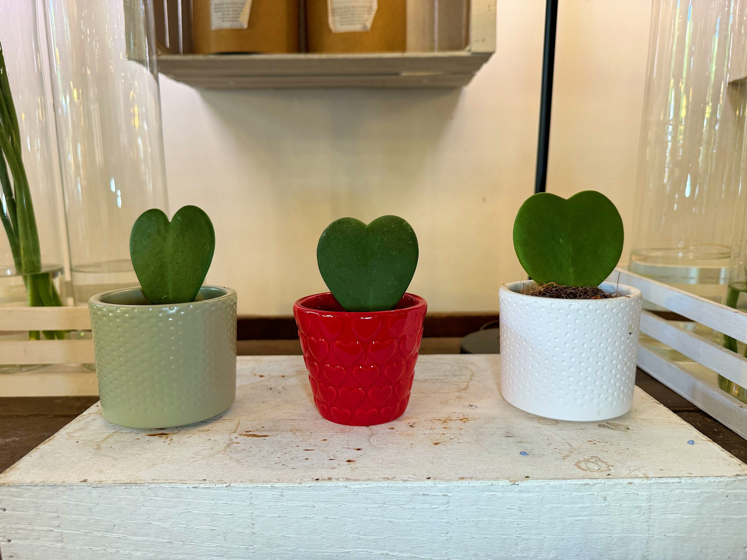 hoya kerrii, pianta cuore