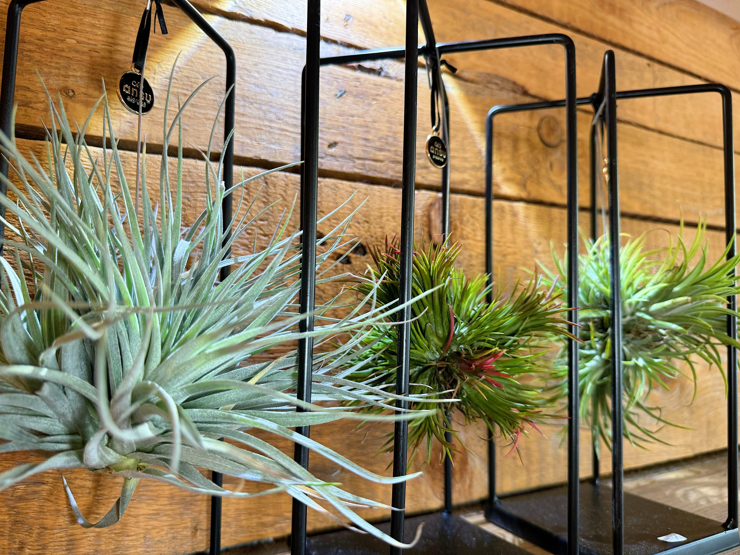 Tillandsia in struttura decorativa - immagine 4