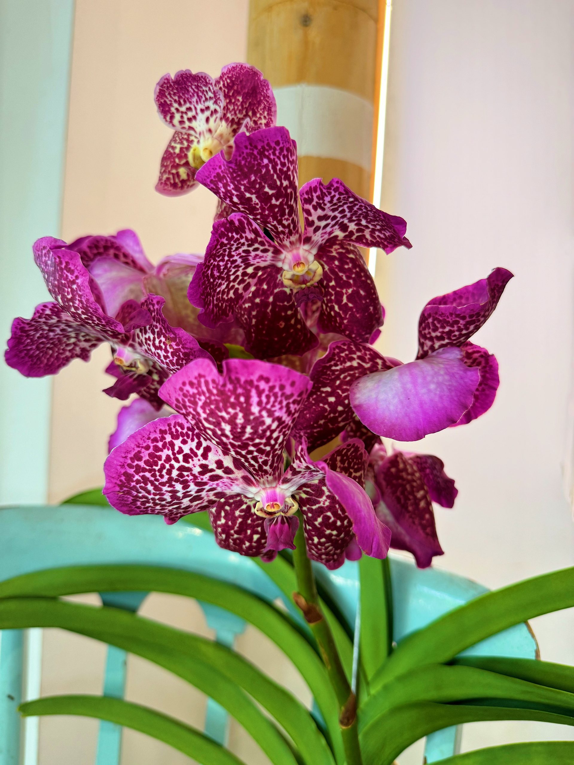 Orchidea Vanda - immagine 2